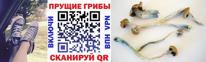Галлюциногенные грибы GOLDEN TEACHER  где можно купить   Шацк 